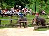 Elephant Demonstration at Mae Sa Elephant Camp. There are over 40 elephants here and it is just amazing...